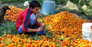 PRODUCCIÓN DE MANDARINA CRECERÍA 8.5% ESTE AÑO 