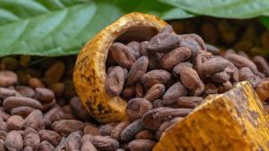 Producción mundial de cacao alcanzó las 4.382.000 toneladas en la campaña 2023/2024