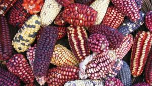 Producción nacional agropecuaria creció 3.2% en enero de 2025