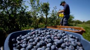 Producción nacional de arándano creció a un ritmo de 206% anual entre 2012 y 2018