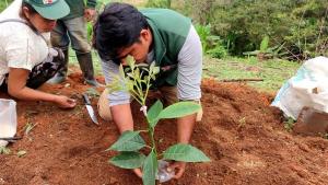 Producen 172.870 plantones de palto en Junín