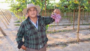 Productores beneficiarios de Agroideas exportaron más de 870 toneladas de palta y uva