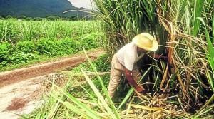 Productores de caña de Lambayeque reciben menos recurso hídrico del que solicitaron