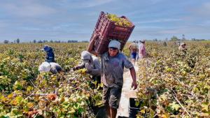 Productores de Cañete comercializan 161 toneladas de uva Italia valorizadas en S/ 177.000  a industria pisquera