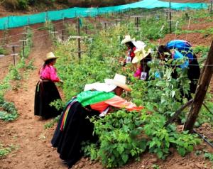 PRODUCTORES DE FRAMBUESA TENDRÁN INGRESOS SUPERIORES A LOS S/. 250 MIL
