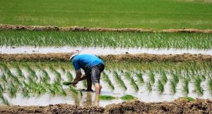 Promango y Apem rechazan posible autorización de una campaña chica de arroz en el ámbito del reservorio San Lorenzo