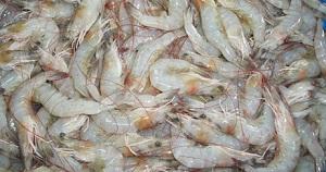 Promueven acuicultura sostenible a través de trabajo conjunto del sector privado, la academia y el Estado