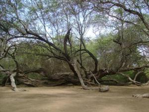 Promueven el sistema silvopastoril en Piura con semillas de especies que se adaptan a la zona