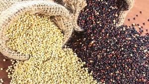 Proponen mesa de trabajo para destrabar importación de semillas