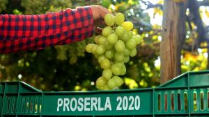 Proserla exportó 305 contenedores de uva de mesa en 2024, mostrando un aumento de 79.4%