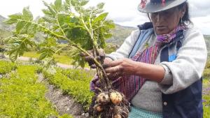 Realizarán encuesta de costos de producción de papa en Ayacucho