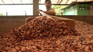 RECIENTE ALZA DEL PRECIO DEL CACAO NO BENEFICIARÍA A PRODUCTORES PERUANOS