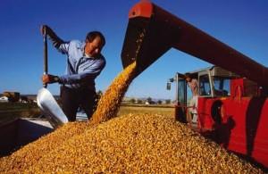 REGULACIÓN SOBRE CUOTAS DE IMPORTACIÓN AFECTA INGRESO DE MAÍZ AMARILLO DURO Y LECHE EN POLVO