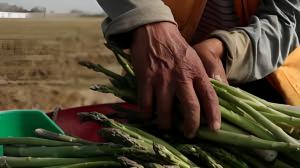 Replantear la Ley de promoción agraria