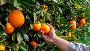 Resumen del mercado global de las naranjas