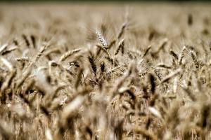 Rusia y Ucrania suspenden exportación de trigo: ¿afectará los precios en Perú?