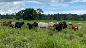 Se busca convertir al Perú en un país exportador de carne vacuna
