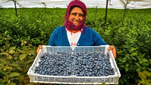 Se encamina la apertura del mercado dominicano para el arándano peruano