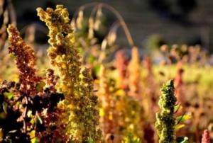 SE ESPERA 140 MIL TONELADAS EN PRODUCCIÓN DE QUINUA PARA EL 2015