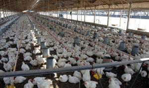 Se viene el Congreso de Avicultura AVEM 2025 en Lima