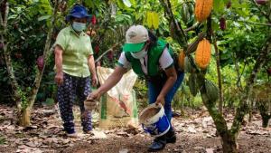 Se viene el I Encuentro del Cacao Orgánico y Chocolate del Vraem
