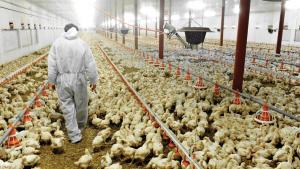 Sector avícola peruano es responsable del 24% del valor bruto de la producción agropecuaria