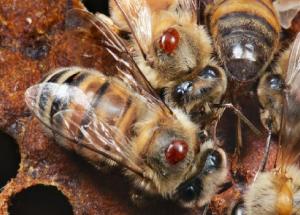 SENASA EJECUTA PROYECTO PILOTO DE CONTROL DE VARROASIS