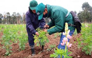 Senasa vigila actualmente más de 1.6 millones de hectáreas de cultivo