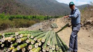 Serfor incentiva el registro de plantaciones de bambú en Piura