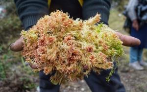 Serfor promueve el aprovechamiento sostenible y legal del musgo en Junín