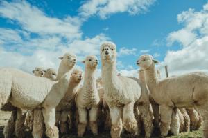 Sostenibilidad y tecnología son bases del futuro de la industria de fibras naturales en el mundo