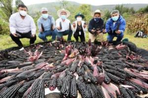 Supermaíz morado de Cajamarca cobra más protagonismo por mayor demanda de emprendimientos