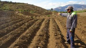 Tacna: rehabilitan 1.078 hectáreas de andenes con una inversión de S/ 10.664.850