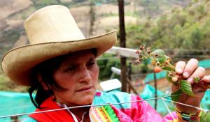 TACNA TIENE POTENCIAL DE 1.800 HECTÁREAS APTAS PARA CULTIVOS DE FRAMBUESAS Y FRESAS