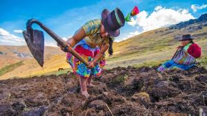 Transfieren S/ 4.7 millones a Ayacucho y Huancavelica para capacitación a productores agropecuarios