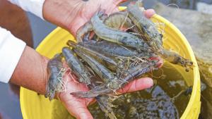 Tumbes: presentan sistema para prevenir posibles desastres en la producción de langostinos