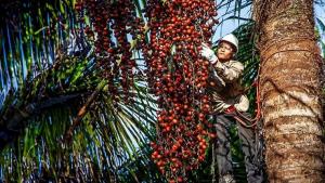 Ucayali: promueven acceso de productores a programa de apoyo financiero Fondo Agroperú