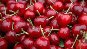 USDA: Producción mundial de cerezas se cuadriplicó en los últimos 10 años