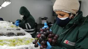 Uva de mesa peruana logra acceso a Israel