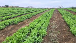 Valle del Chira apuesta por la diversificación: producirán por primera vez stevia y frambuesa