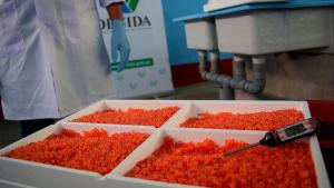 VRAEM: Devida garantiza producción de 87 toneladas de trucha para mejorar economía local