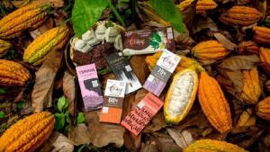 XVI Salón del Cacao y Chocolate Internacional 2025 abre sus puertas  con más de 200 expositores