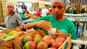XXIV Congreso Internacional del Mango Peruano promueve la innovación, sostenibilidad y competitividad de la cadena del mango
