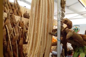 YUCAS DE HASTA 12 KILOS SORPRENDEN EN MISTURA 2013