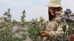 Agrícola Cerro Prieto proyecta exportar 24 mil toneladas de arándanos