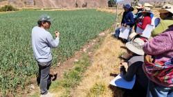 Agricultores de Arequipa adoptan tecnologías para mejorar la calidad del ajo