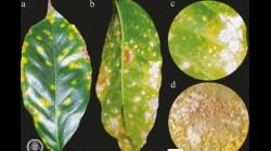 Amazonas: científicos identifican hongos con potencial para control de la roya del café