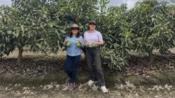 Asociación Ediflor comercializó 54.66 toneladas de palta Hass a empresas agroindustriales
