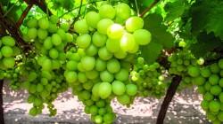 Bloom Fresh intensifica la aplicación de medidas contra plantaciones ilegales de uva en el Perú