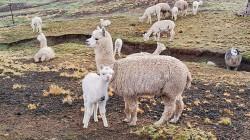 Brindan más de 22 mil asistencias técnicas para mejorar la calidad genética de alpacas en Puno